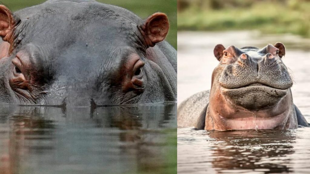 Why do hippos make sound