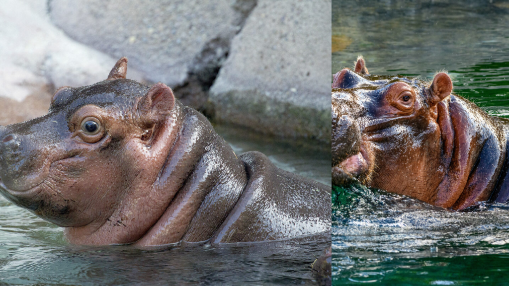 Let’s Discuss about some of the Vocalizations of the Hippos