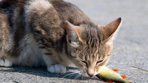 what to feed a wild cat